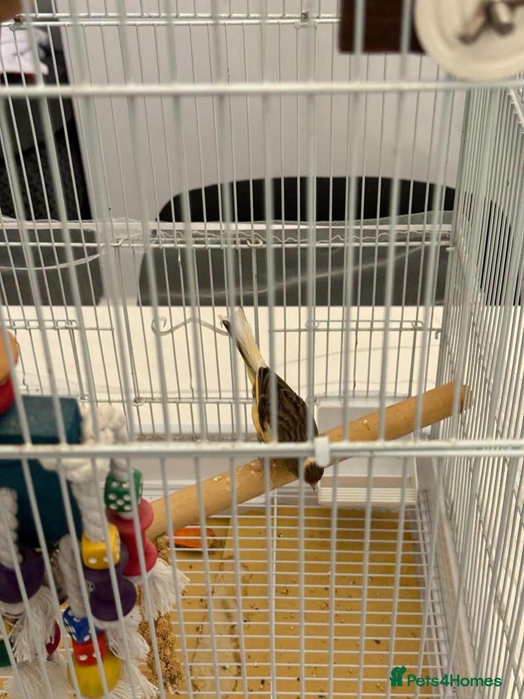 Finches birds for sale: Male Goldfinch for Sale – £100 (includes cage) - Advert 4