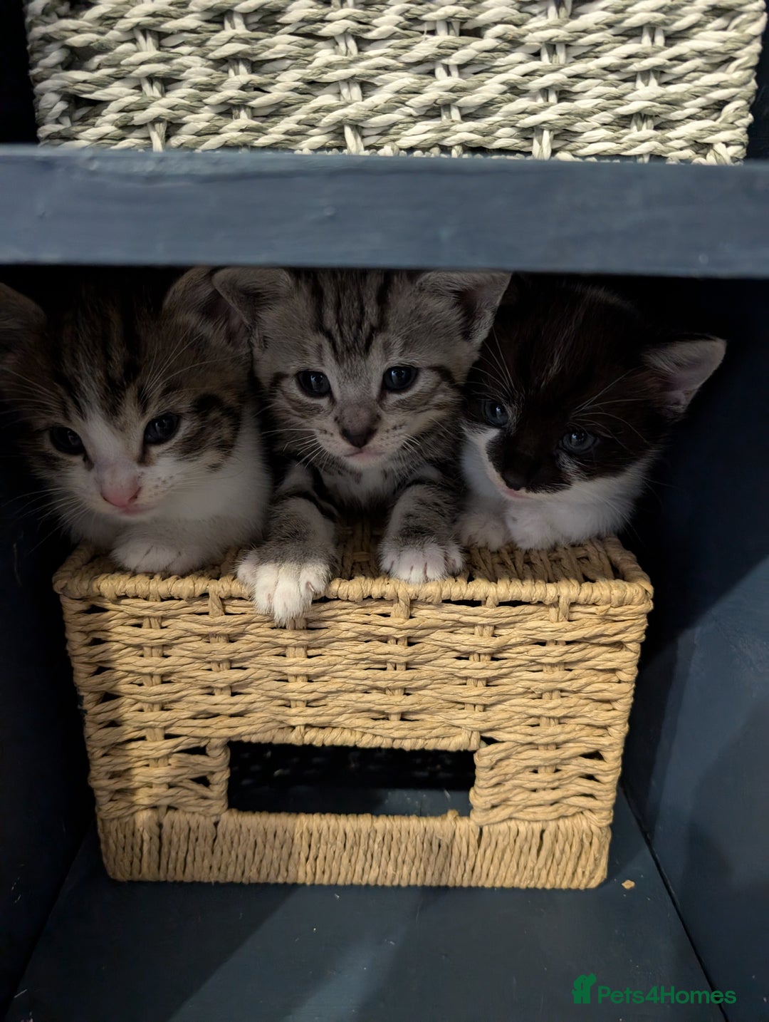 British Shorthair cats for sale: 4 beautiful Kittens available  - Image 6