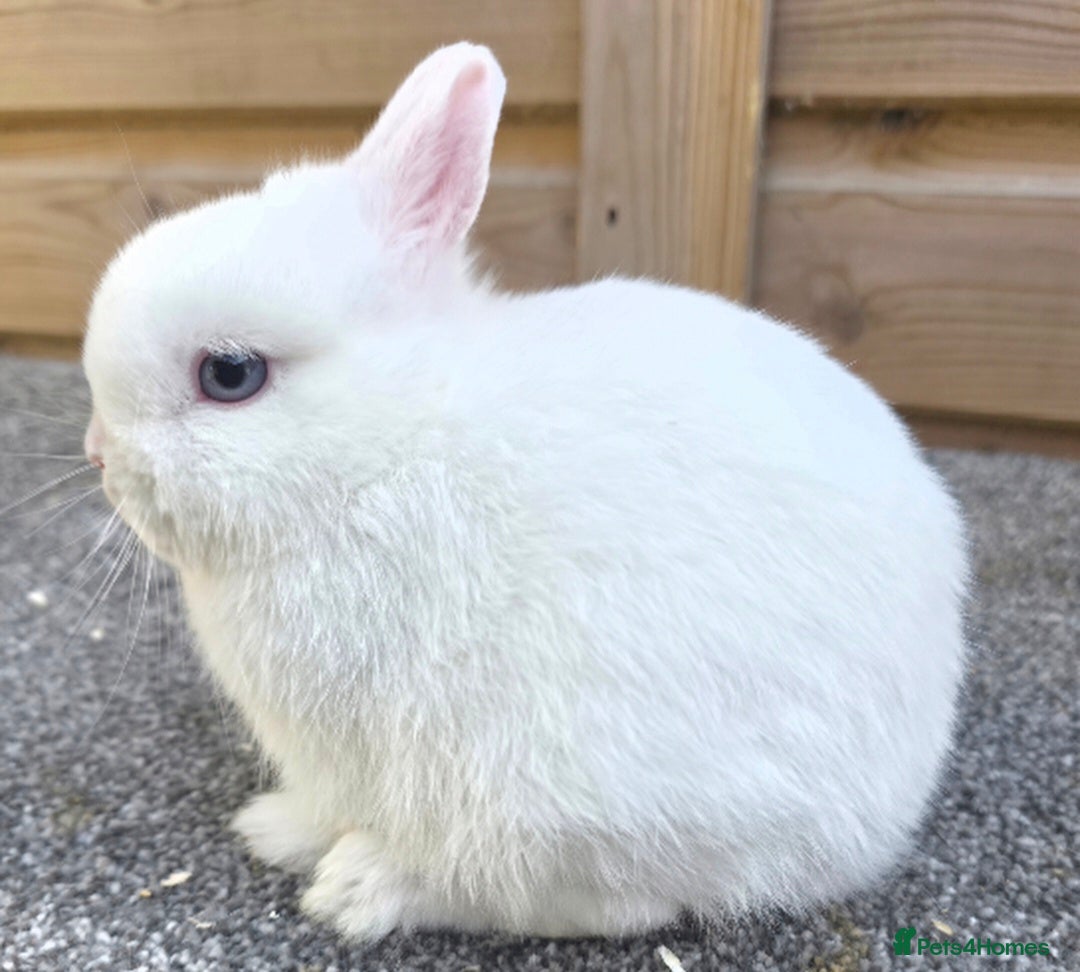 Netherland Dwarf rabbits Netherland Dwarf kits and stock buck - Advert 1