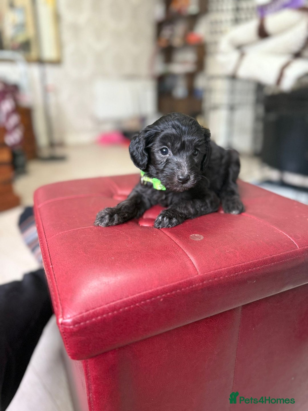 Toy Poodle dogs for sale: Rare silver and black male toy poodle puppies - Advert 6