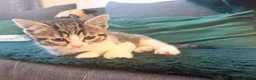 Mixed Breed cats for sale: 3 Beautiful Tabby & White Kittens - Advert 16