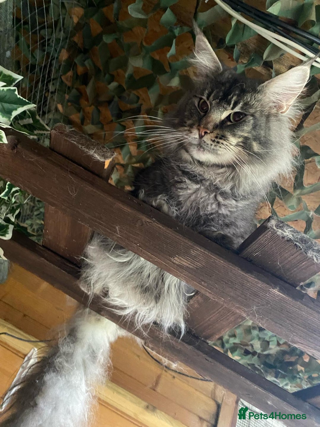 Maine Coon cats for stud: Active Tica duel Gccf Maine Coons in Grantham - Image 16