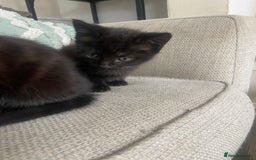 Mixed Breed cats for sale: Beautiful friendly kittens  - Image 7
