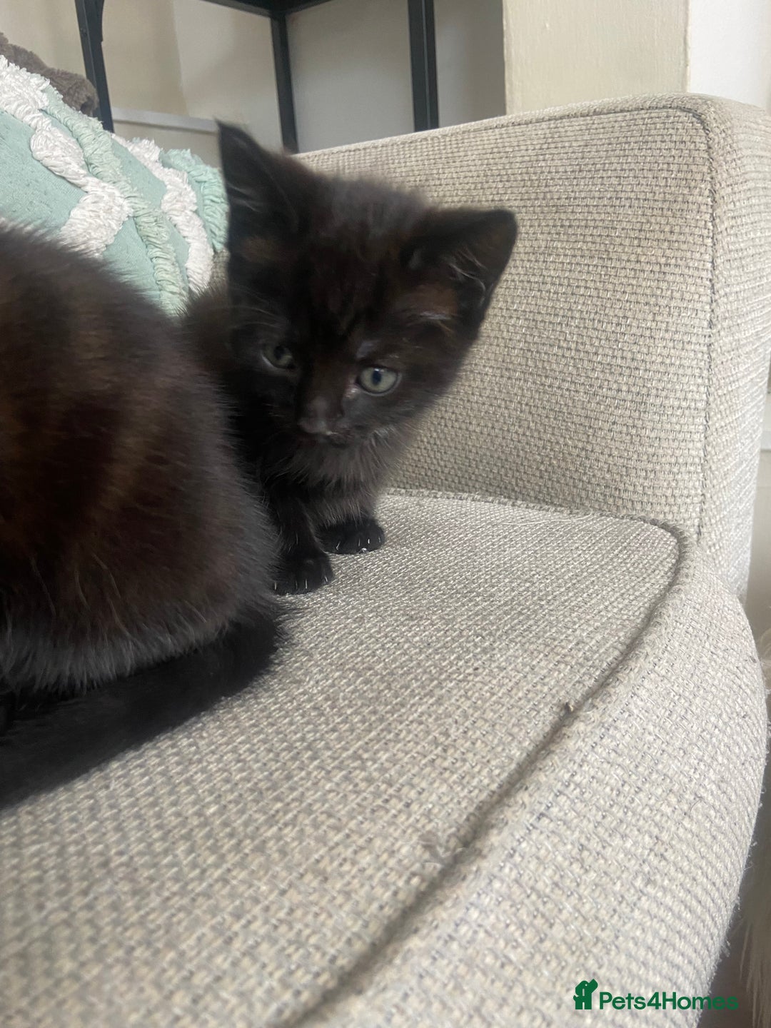 Mixed Breed cats for sale: Beautiful friendly kittens  - Image 7
