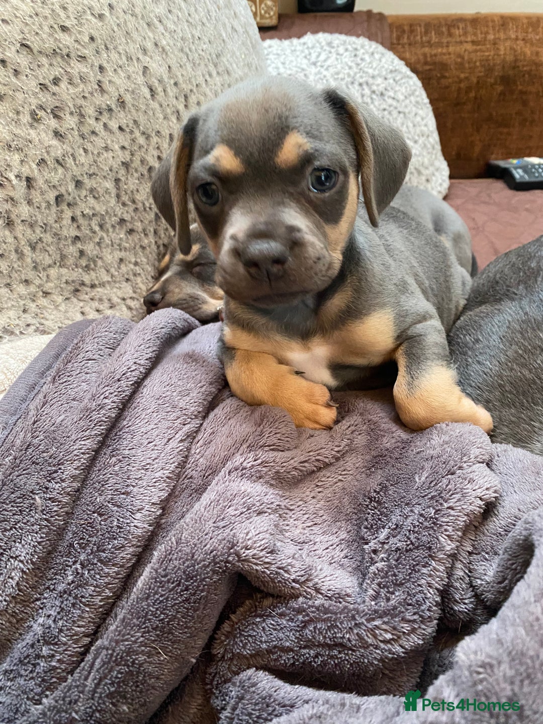 Mixed Breed dogs for sale: French bulldog x chiweenie puppies  - Advert 16