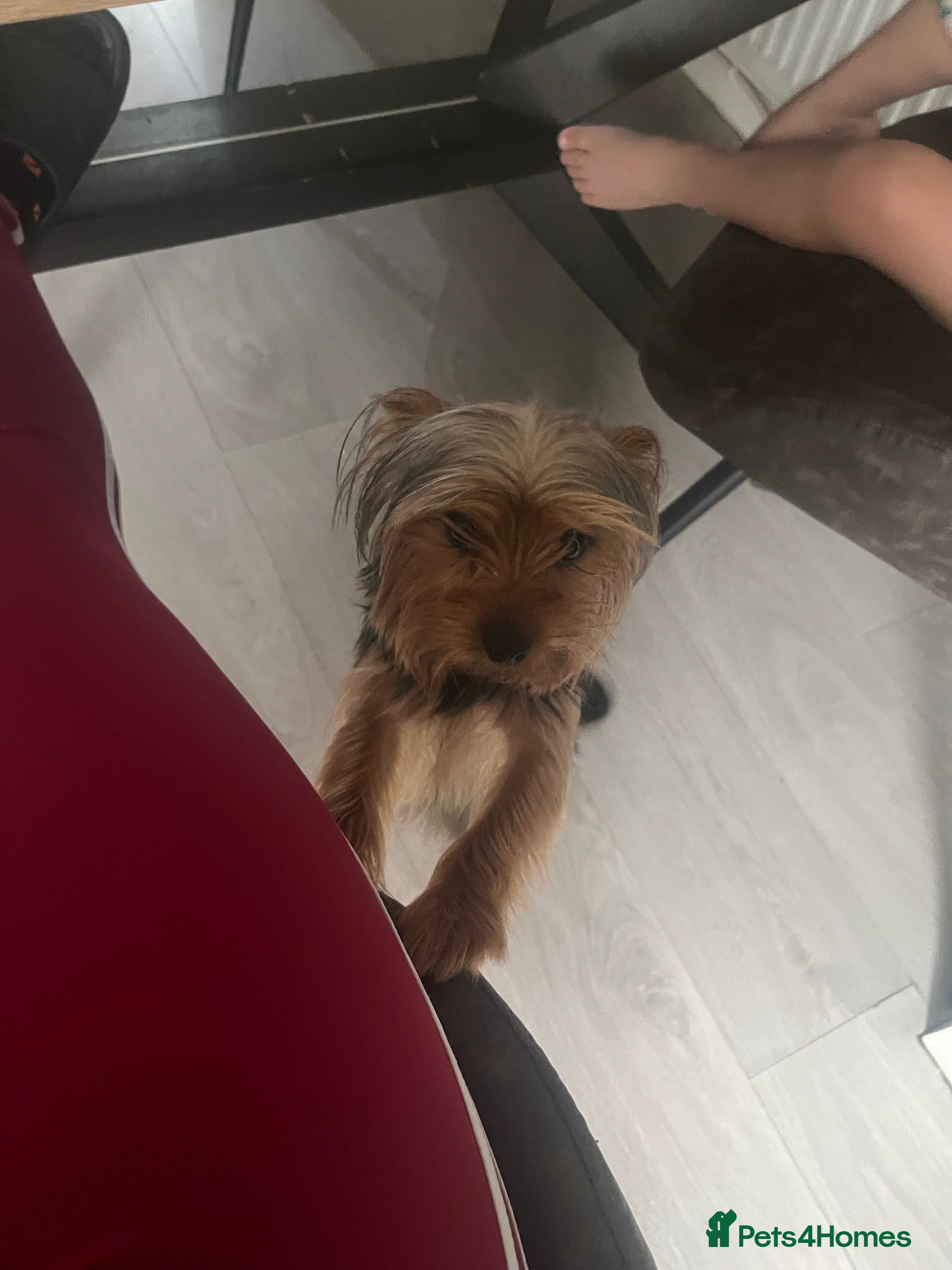 Yorkshire Terrier dogs Yorkshire Terrier female, 1 year old. - Advert 1