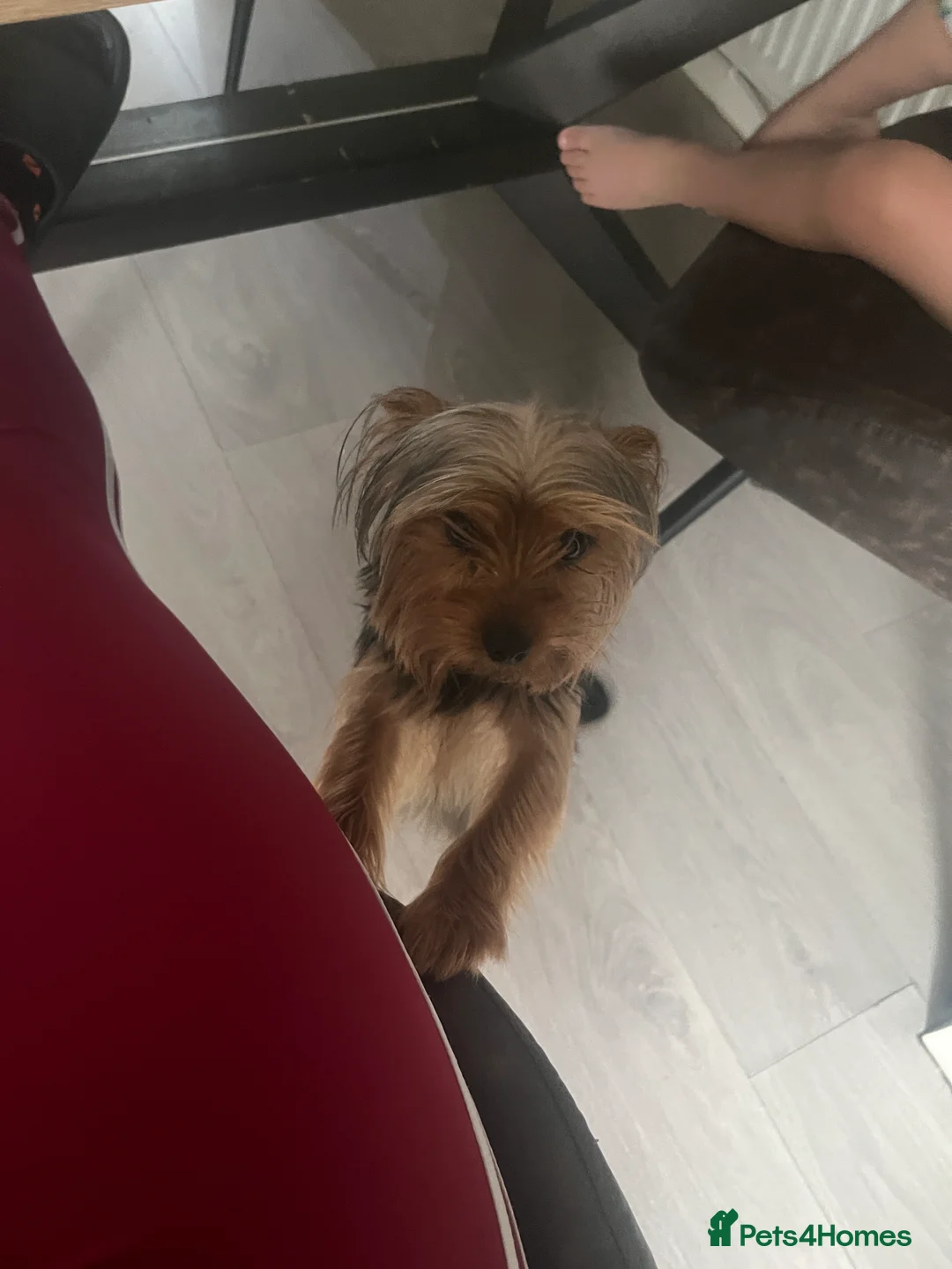 Yorkshire Terrier dogs for sale: Yorkshire Terrier female, 1 year old. - Advert 1