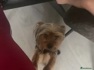 Yorkshire Terrier dogs Yorkshire Terrier female, 1 year old. - Advert 1