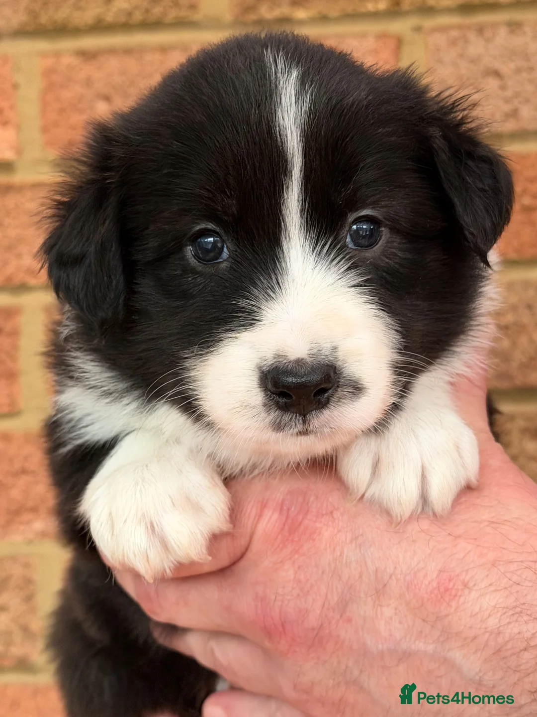 Border Collie dogs for sale: 2 last champion line puppies available  - Advert 2