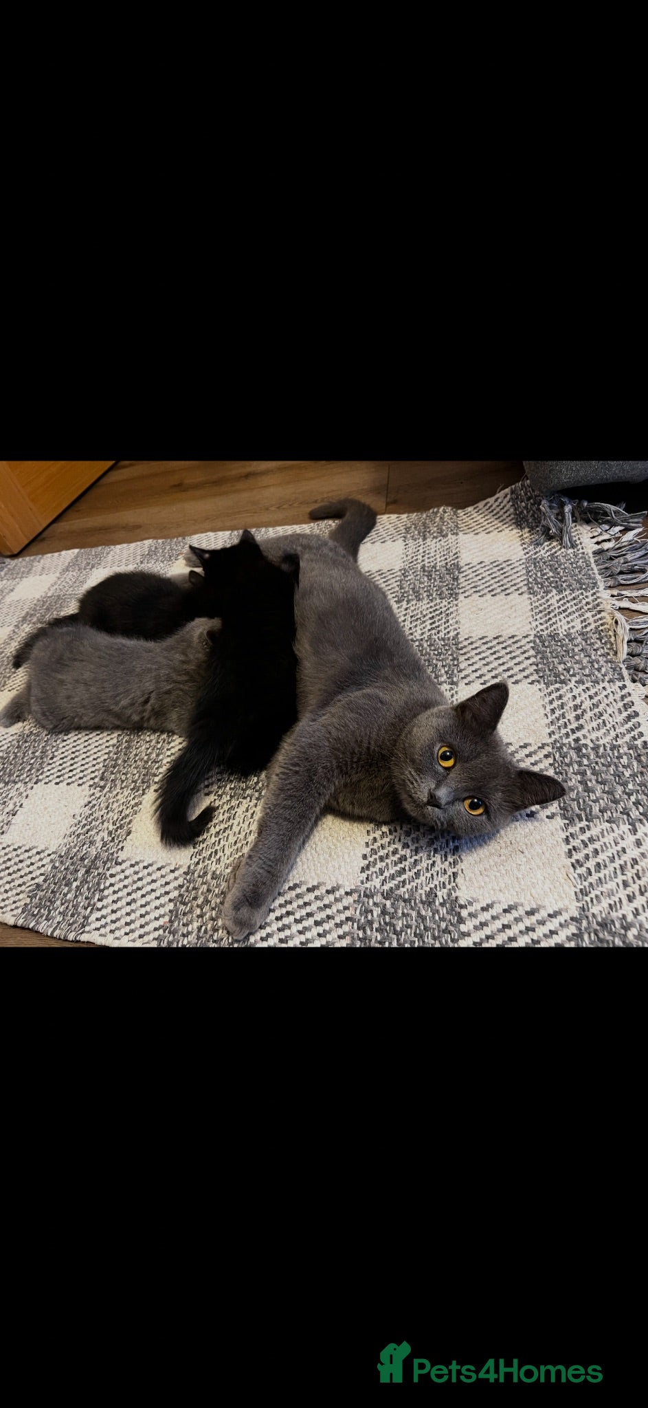 British Shorthair cats British short hair for sale  - Advert 12