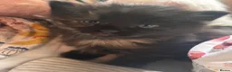 Norwegian Forest Cat cats for sale: Tricolore Magic  - Advert 11