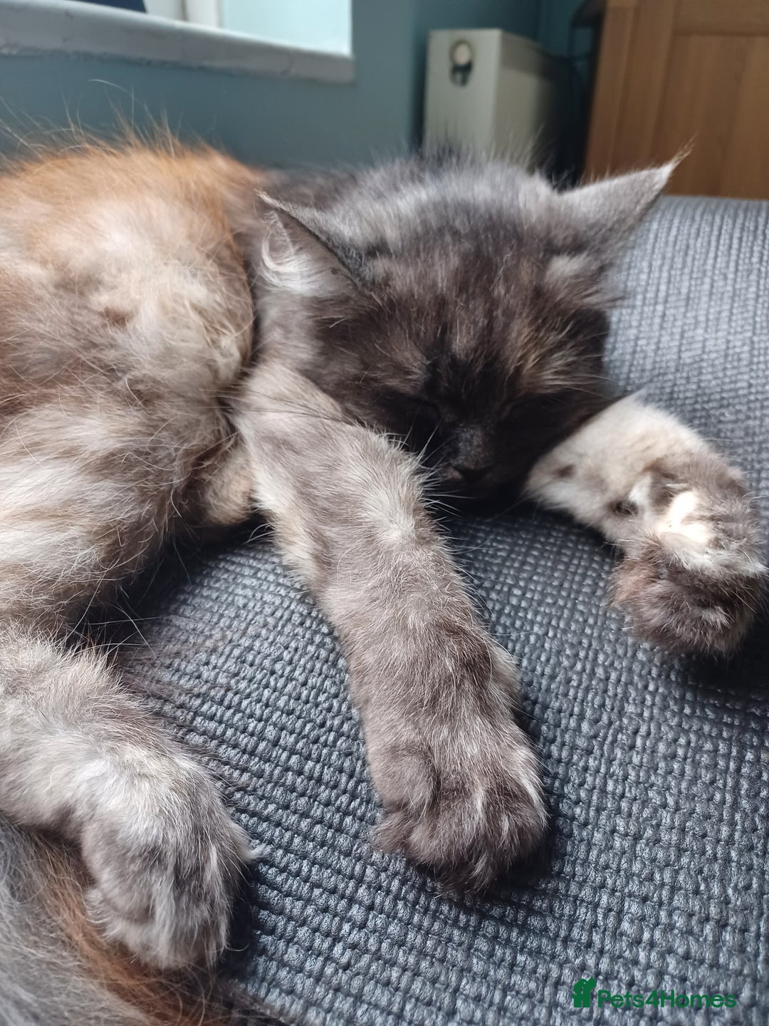 Mixed Breed cats for sale: Maine coon/ persian mixed female 6 years old - Advert 2