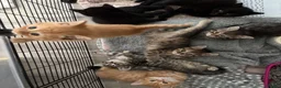 Mixed Breed cats for sale: 6 beautiful kittens  - Advert 2