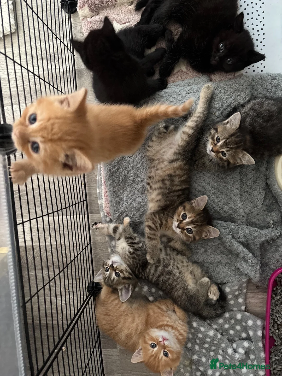 Mixed Breed cats for sale: 6 beautiful kittens  - Advert 2