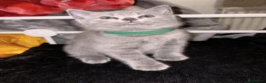 British Shorthair 1