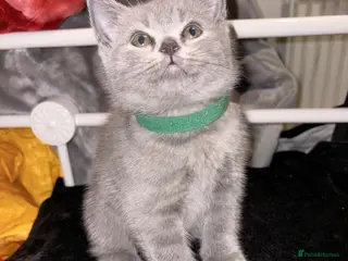 British Shorthair cats British Blue Kittens Ready To Be Rehomed 🩶 - Advert 1