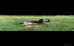 Sprocker dogs for sale: Beautiful sprocker puppies  - Image 13