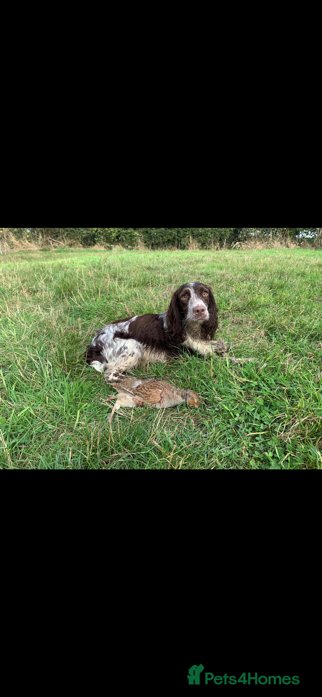 Sprocker dogs for sale: Beautiful sprocker puppies  - Image 13
