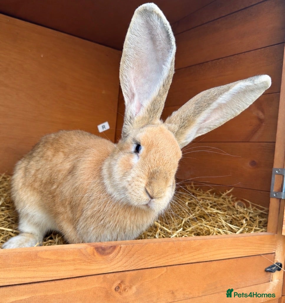 Continental Giant rabbits 4 month old female continental giant  - Advert 8