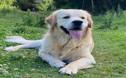 Golden Retriever dogs for sale: Golden retriever puppies confirmed (due 15/11) - Image 11