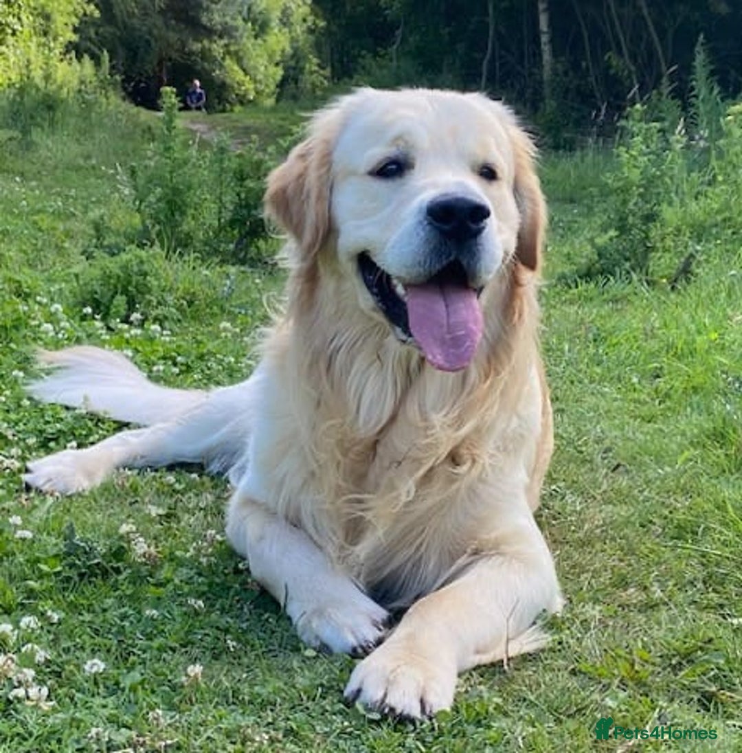 Golden Retriever dogs for sale: Golden retriever puppies confirmed (due 15/11) - Image 11