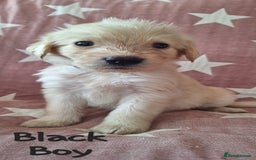 Australian Labradoodle dogs for sale: Miniture labradoodle puppies available  - Image 3
