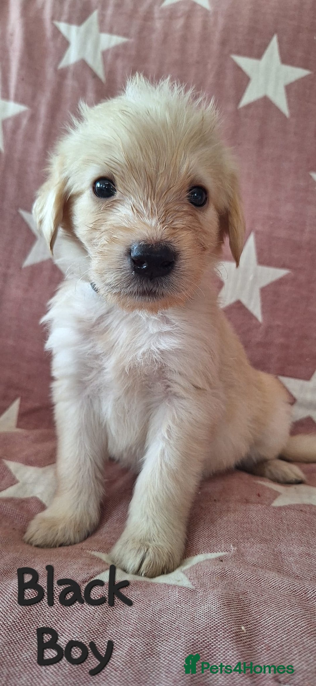 Australian Labradoodle dogs for sale: Miniture labradoodle puppies available  - Image 3