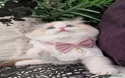 Ragdoll cats for sale: 🩷✨️Lovely Chunky EU kittens✨️🏆TICA Award cattery - Image 25