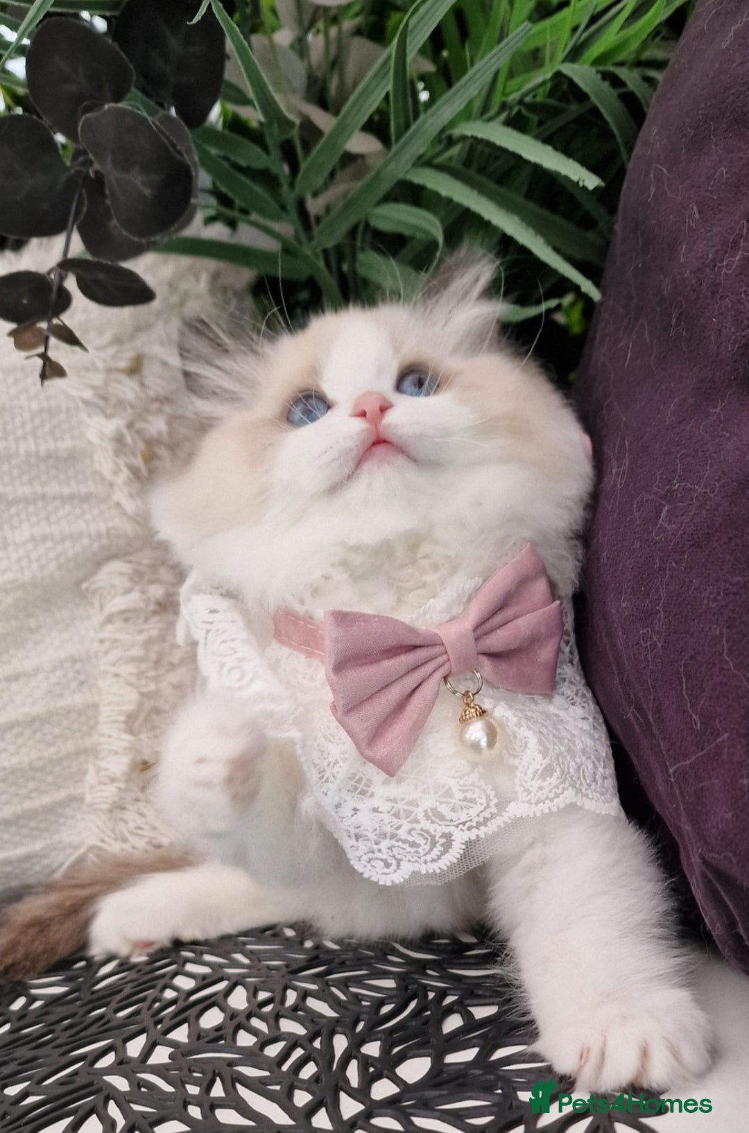 Ragdoll cats for sale: 🩷✨️Lovely Chunky EU kittens✨️🏆TICA Award cattery - Image 25