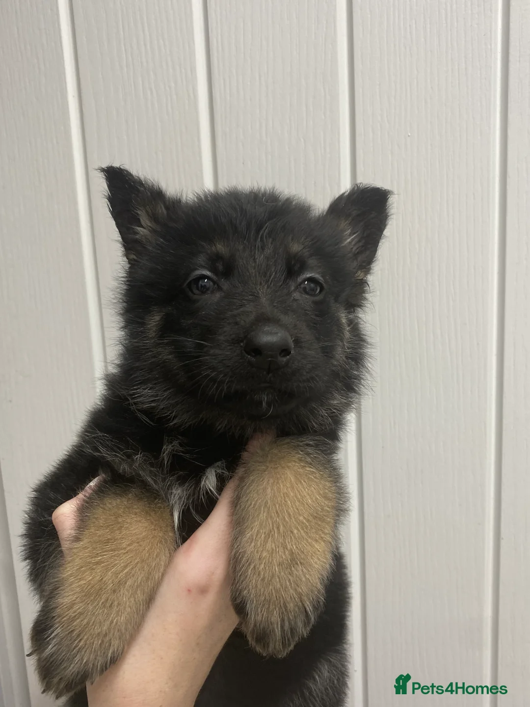 German Shepherd dogs for sale: German shepherd puppies for sale  in Hartlepool - Advert 2