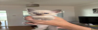 Ragdoll 1