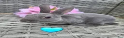 Rex rabbits for sale: 🐰Beautiful mini rex babies ready now 🐰 - Advert 5