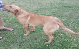 Labrador Retriever dogs for sale: 2 year old Male Fox Red Labrador KC reg for sale. - Image 2