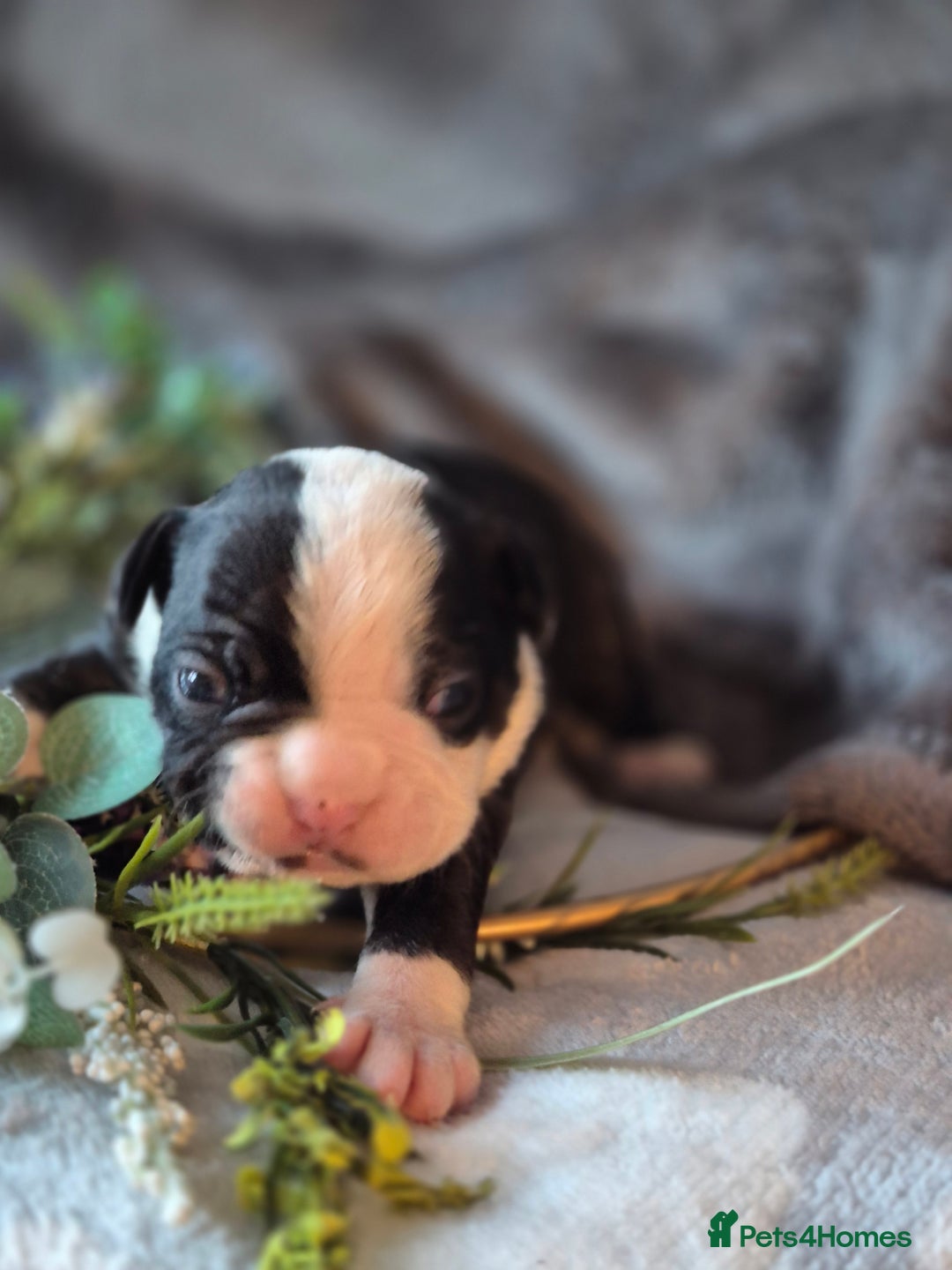 Boston Terrier dogs for sale: Gorgeous chunky Boston terrier pups - Advert 15