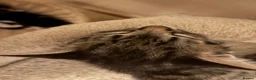 Mixed Breed cats for sale: Kittens for sale asap - Advert 17