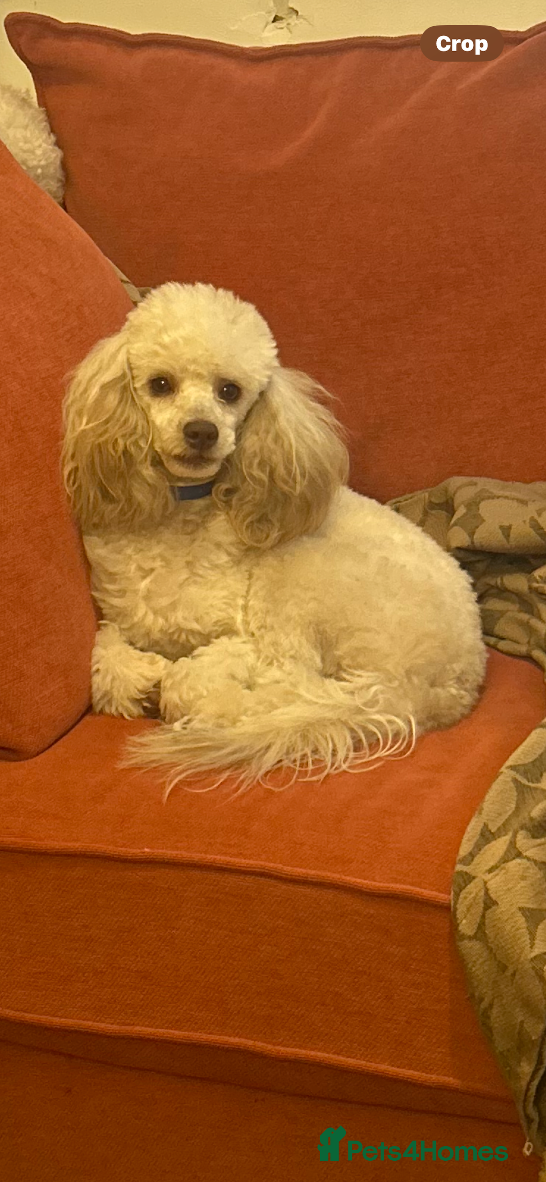 Toy Poodle dogs for stud: 🌙Monty Moonshine KC Café au Lait Toy Poodle Stud - Advert 6