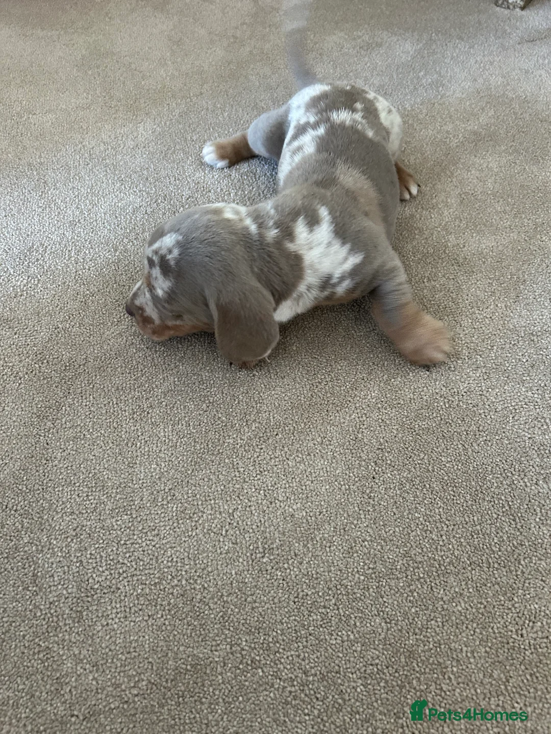 Dachshund dogs for sale: dachshund puppy’s  - Advert 5