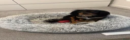 Cavalier King Charles Spaniel dogs for sale: Beautiful Intelligent Black & Tan KC Reg Cavalier - Advert 4