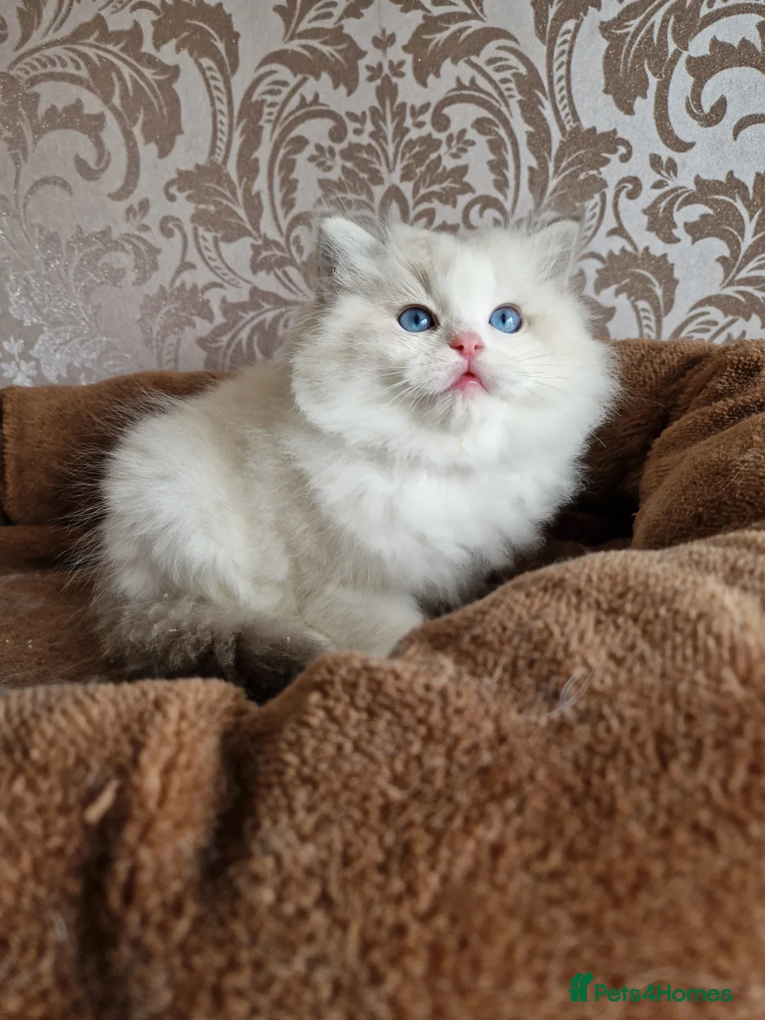 Ragdoll cats for sale: Show quality Ragdoll kittens  - Advert 13