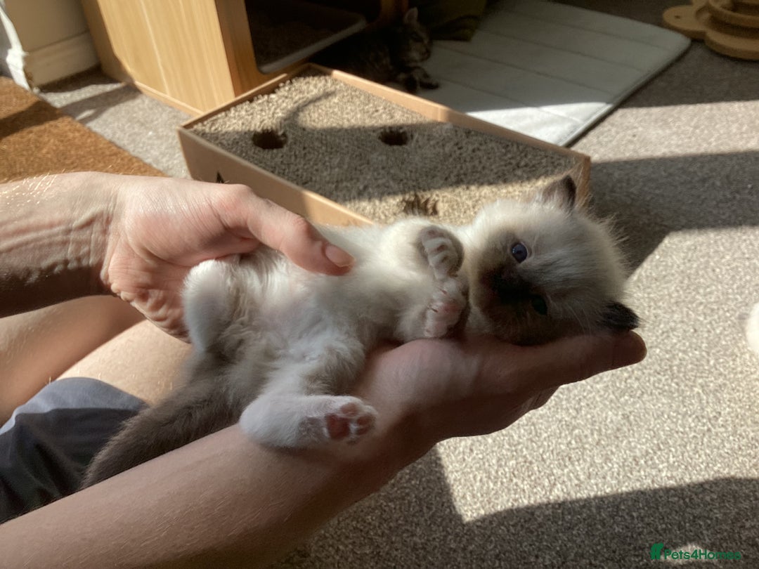 Ragdoll cats for sale: Adorable Ragdoll Kittens - Image 11
