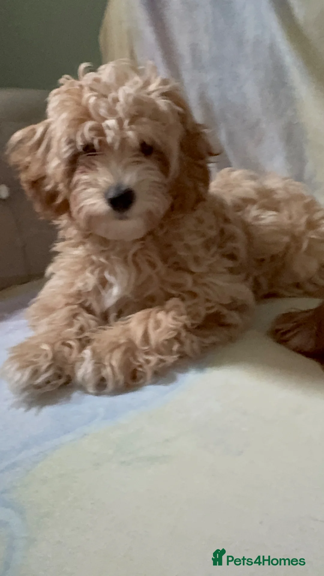 Maltipoo dogs for sale: 1 beautiful boy still available  - Advert 2