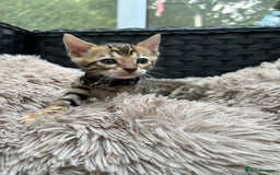 Bengal cats for sale: ❤️ PURE BENGAL KITTENS FOR RESERVATION! ❤️ in Birmingham - Image 17