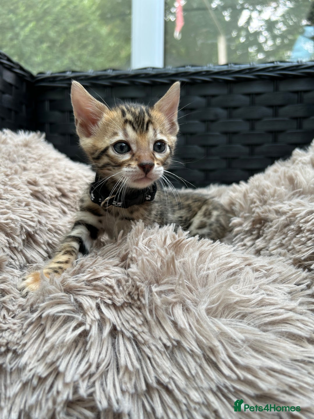 Bengal cats for sale: ❤️ PURE BENGAL KITTENS FOR RESERVATION! ❤️ in Birmingham - Image 17