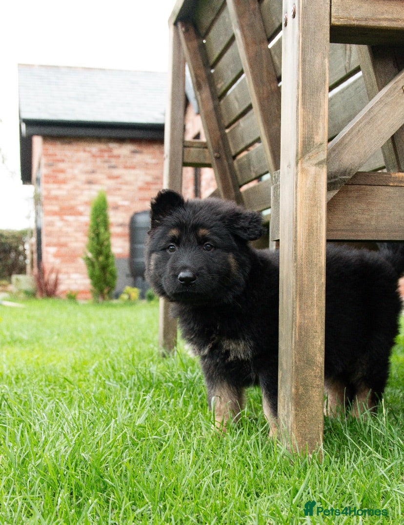 German Shepherd dogs KC German Shepherd puppies-Dad Rockforce Maverick - Advert 2