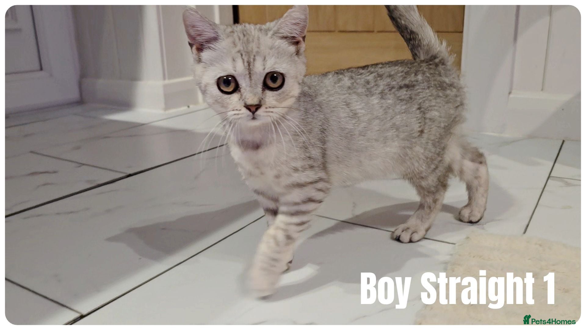 Scottish Fold cats Scottish Fold Kittens - Advert 1