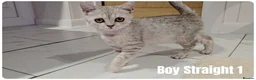 Scottish Fold cats for sale: Scottish Fold Kittens - Advert 8