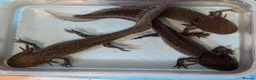 Axolotl reptiles for sale: 3 females hypo axolotl babies - Advert 8