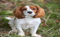Cockalier dogs for sale: 9 month old male cockalier - Image 4