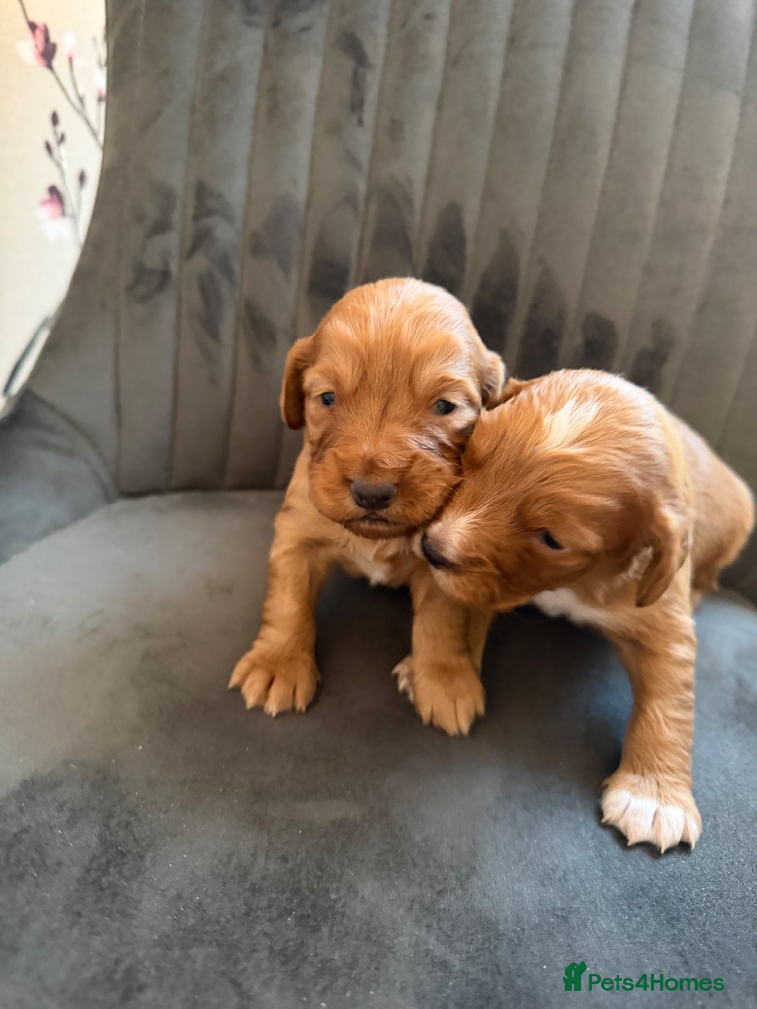 Cocker Spaniel dogs Beautiful cocker spaniel puppies  - Advert 8