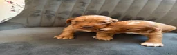 Cocker Spaniel dogs for sale: Beautiful cocker spaniel puppies  in Manchester - Advert 1